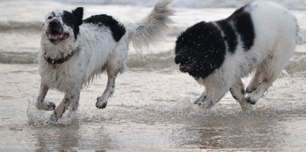 Cuáles son los factores de riesgo asociados al golpe de calor en perros