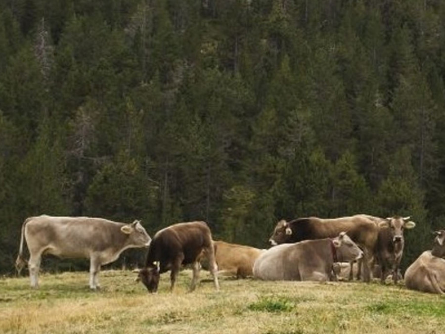 Vacas bombero