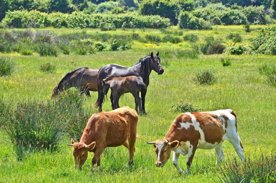 Caballos vacas