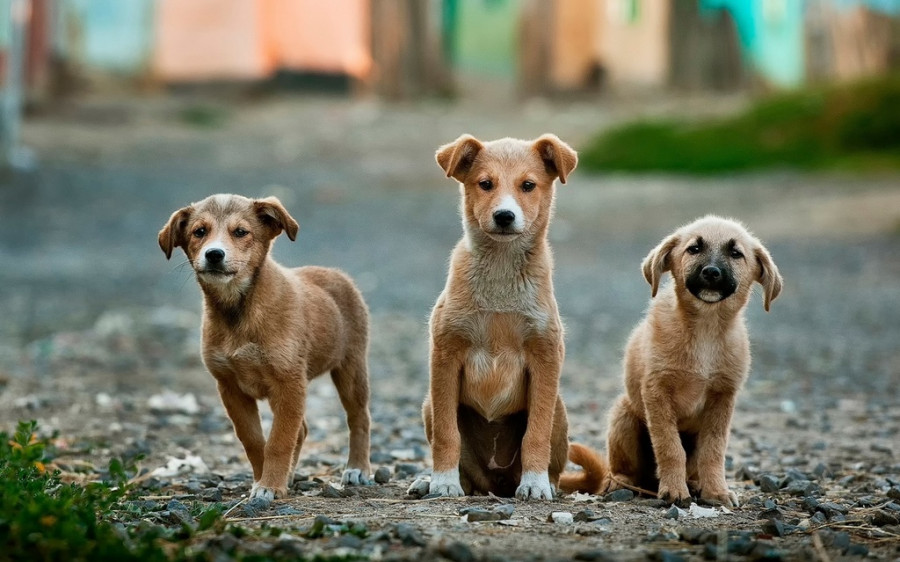 un cachorro puede tener rabia