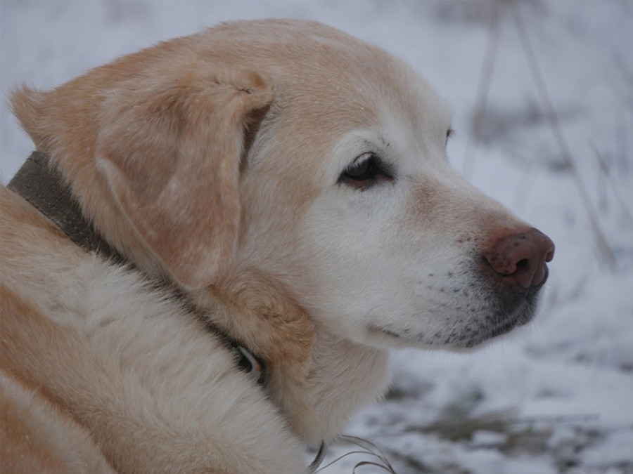 Validan al perro como modelo de estudio del Alzheimer en humanos