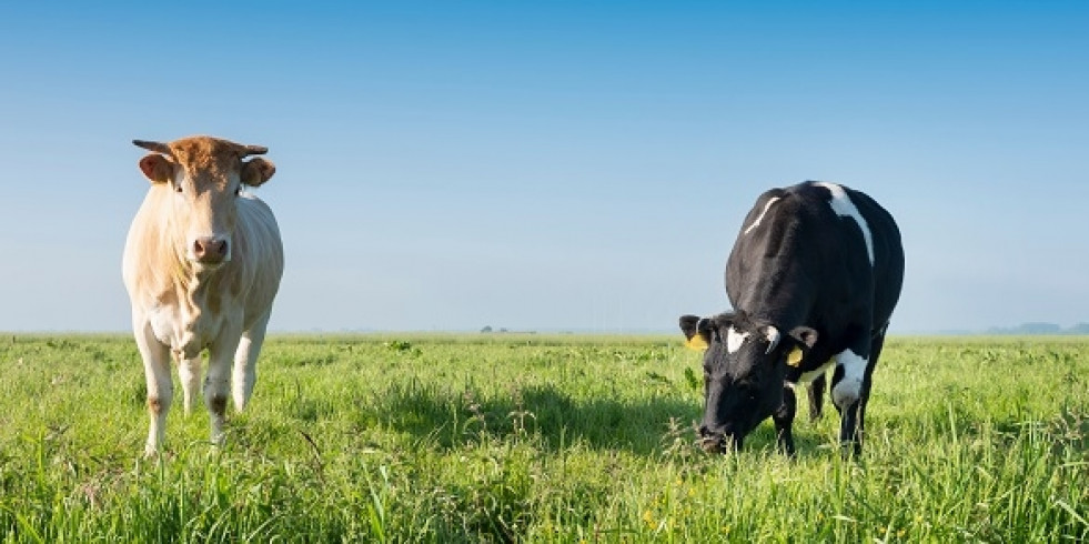 Un método en sangre mejora el diagnóstico de tuberculosis bovina