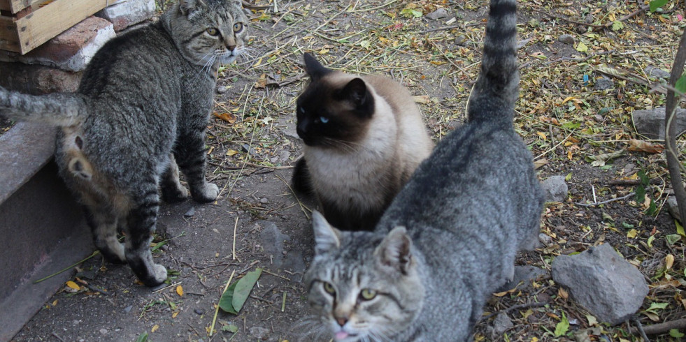 Instan a mantener al gato dentro de casa para proteger la fauna silvestre