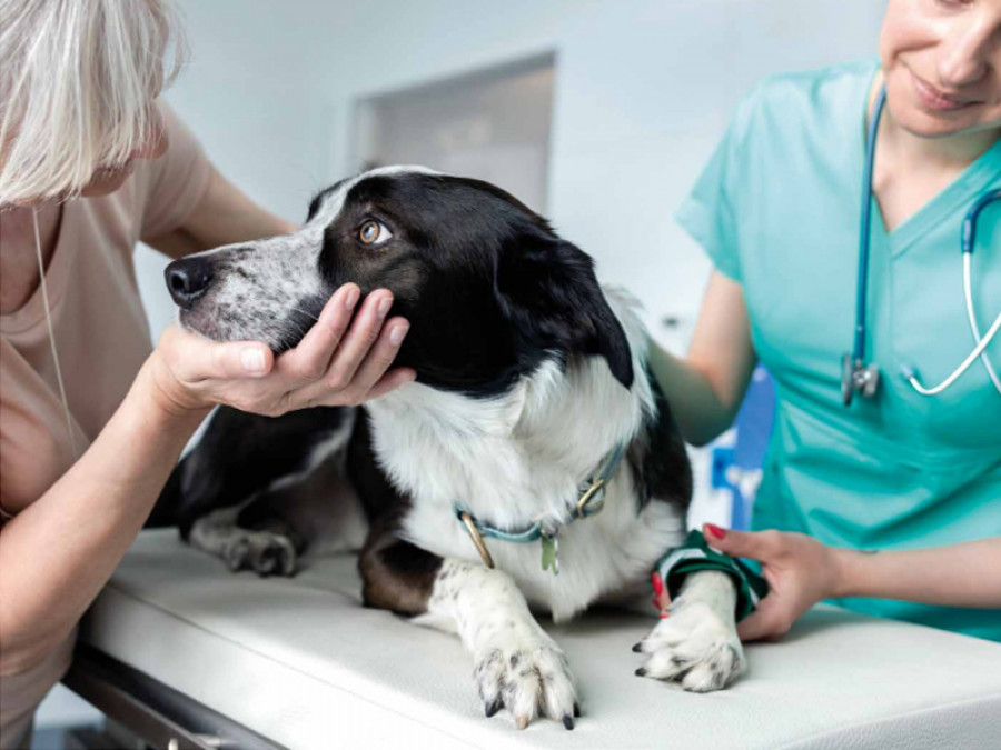 Perro dueño veterinaria