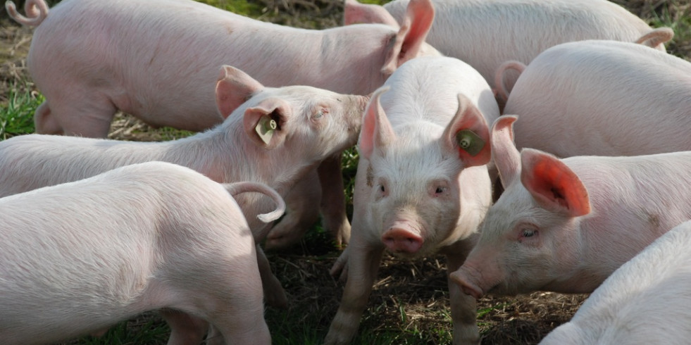 Aceites esenciales en la industria porcina: mejoras en la salud, la producción y la calidad de la carne