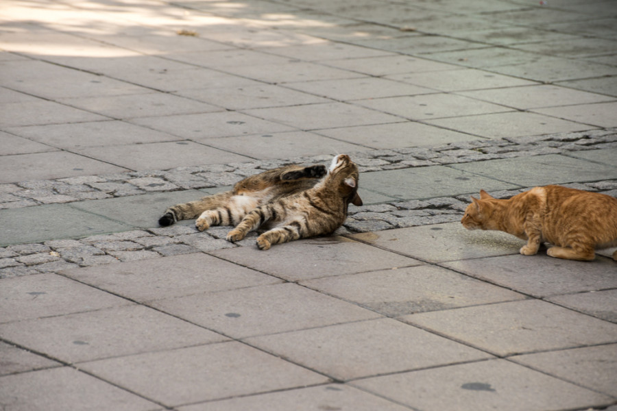 Gatos callejeros