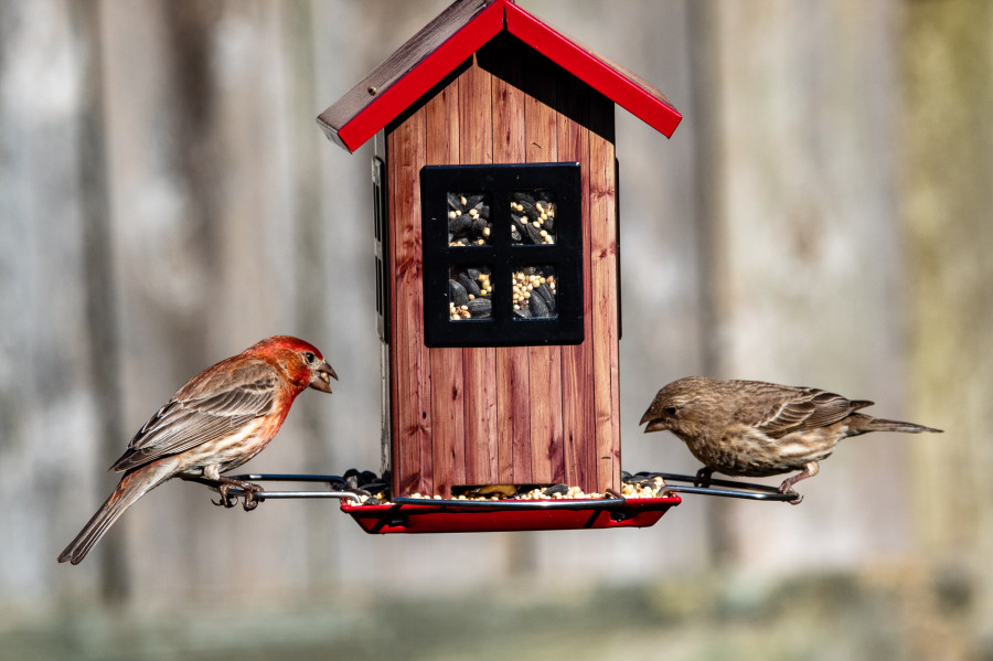 pájaros comiendo