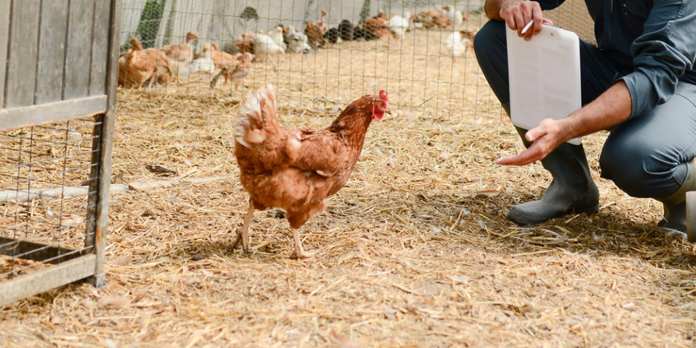 Gripe Aviar: La cifra asciende hasta los 18 focos en aves de corral