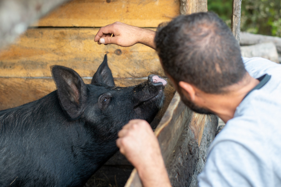 ganadería cerdo porcino veterinario