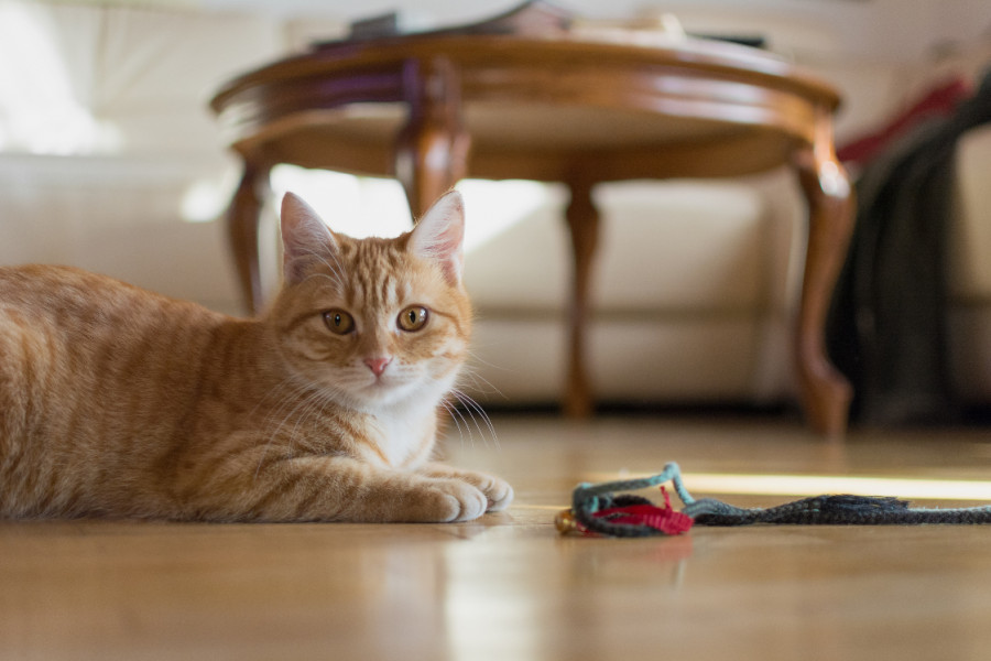 Gato en casa