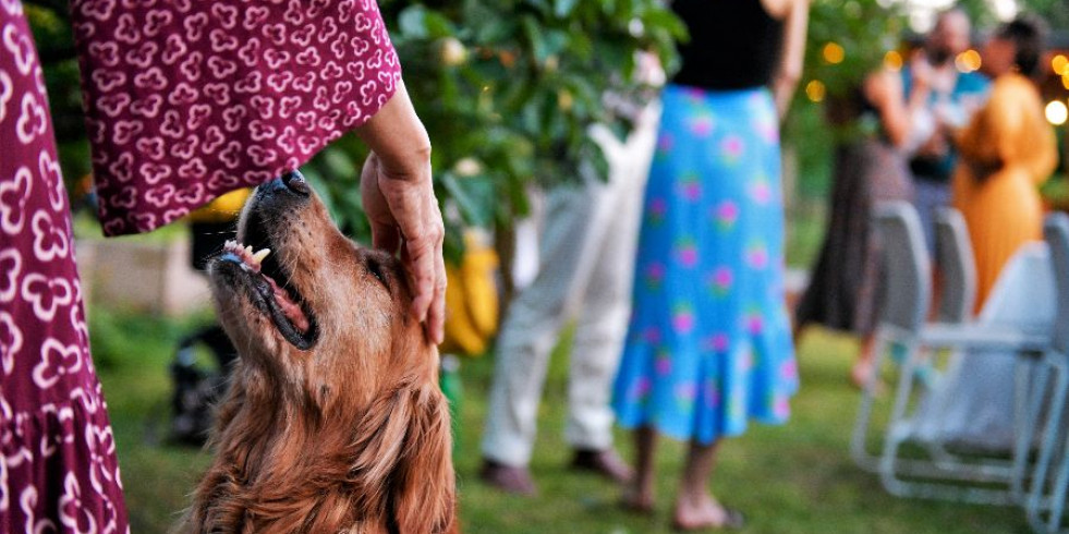 Los perros confían más en su oído que en su olfato para reconocer a sus dueños