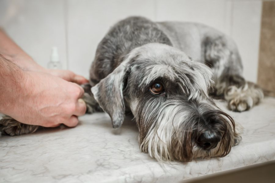 cuanto dura la capacidad de atencion de un perro