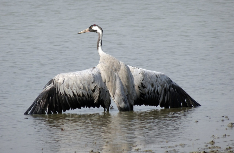 Grulla