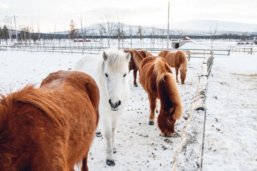 Caballos nieve