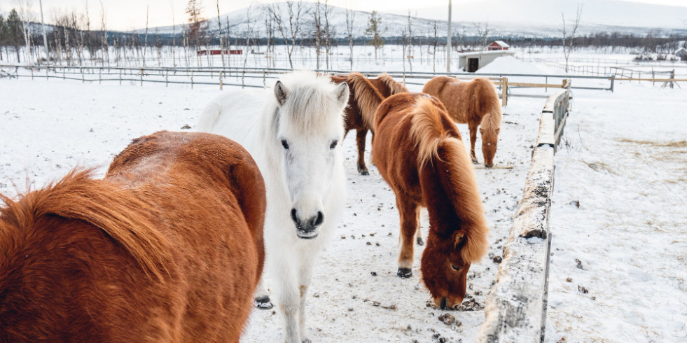 Ucrania: Más de 100.000 caballos en peligro de supervivencia