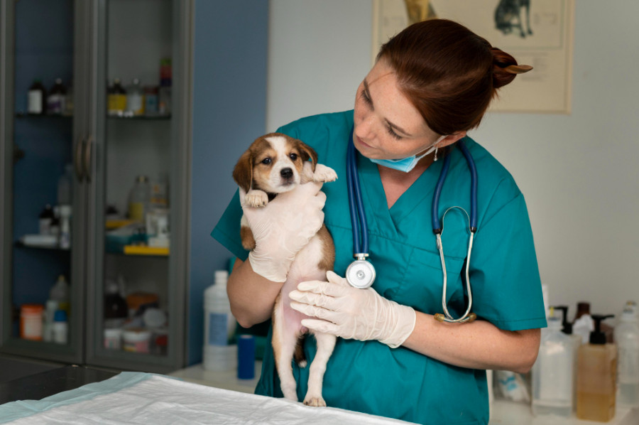 Veterinaria cachorro clínica