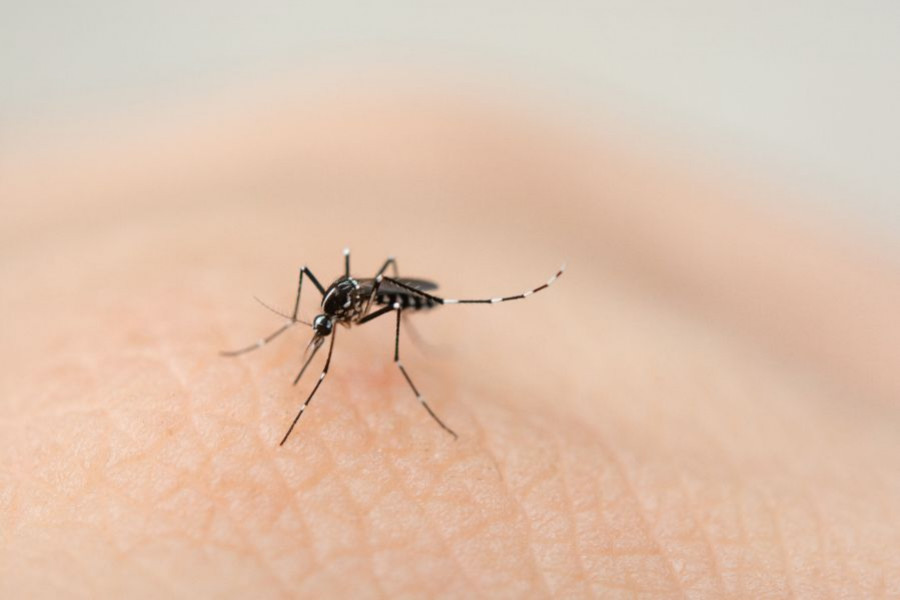 mosquito malaria