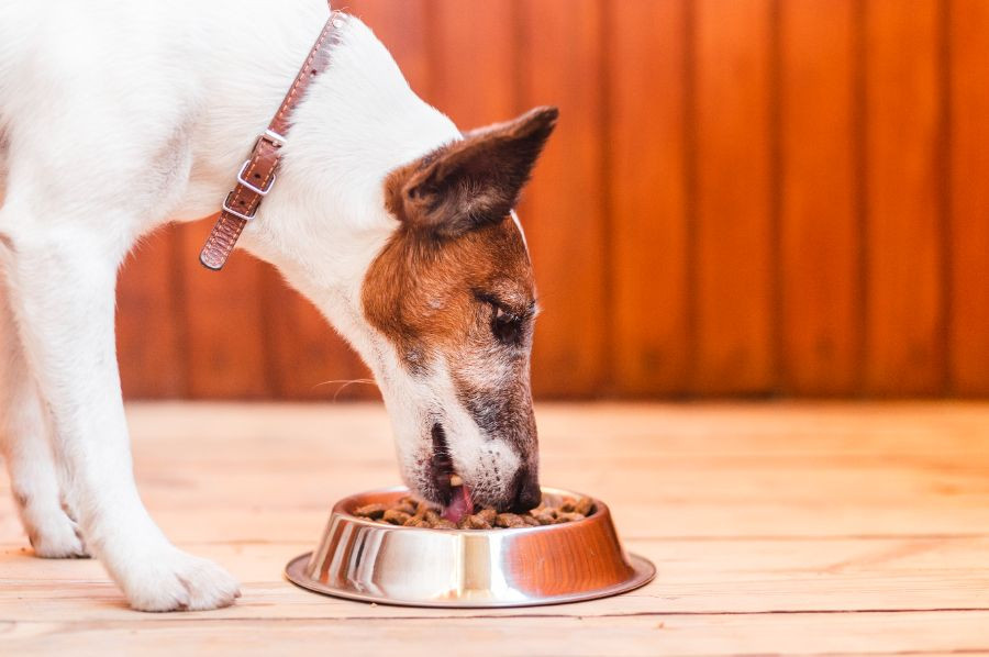 comida perro