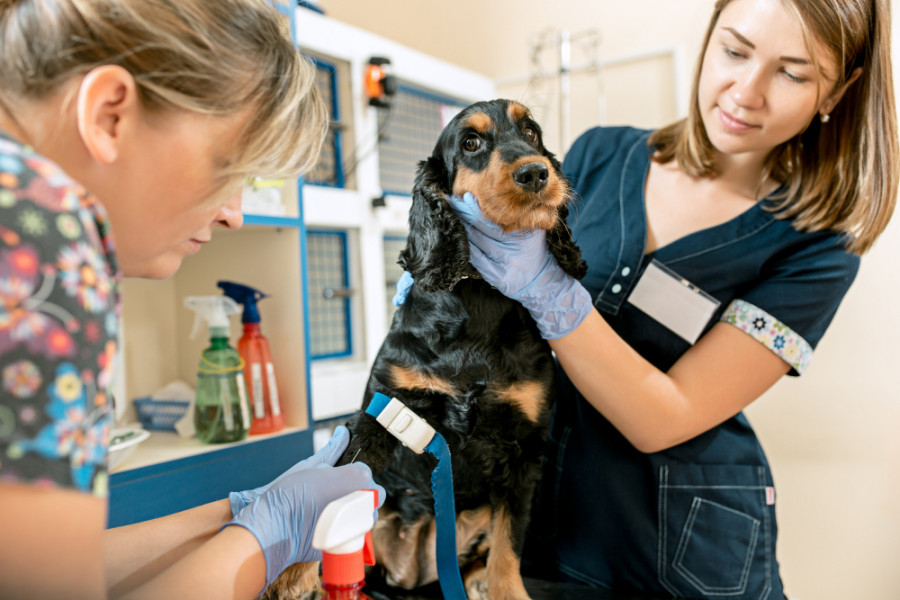 Día Mundial de la Veterinaria profesionales resilientes y