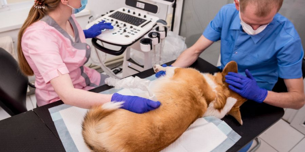 Resaltan el papel de la oncología intervencionista en el tratamiento del cáncer de próstata canino