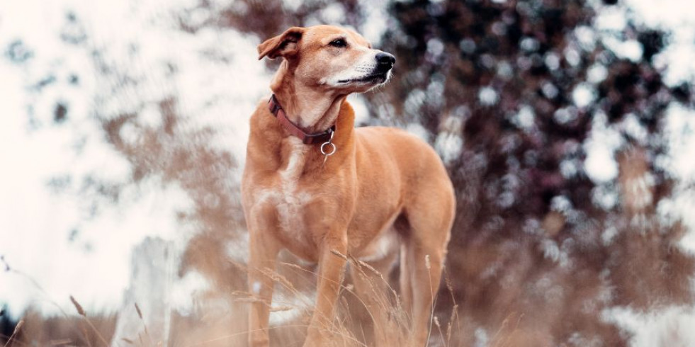 ¿Existen diferencias en el bienestar emocional de los perros de pueblo y los de ciudad?