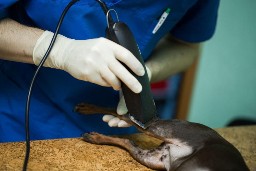 perro veterinario