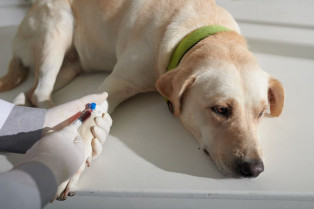 Revelan una alta tasa de complicaciones en catéteres intravenosos en mascotas asociada a la falta de higiene