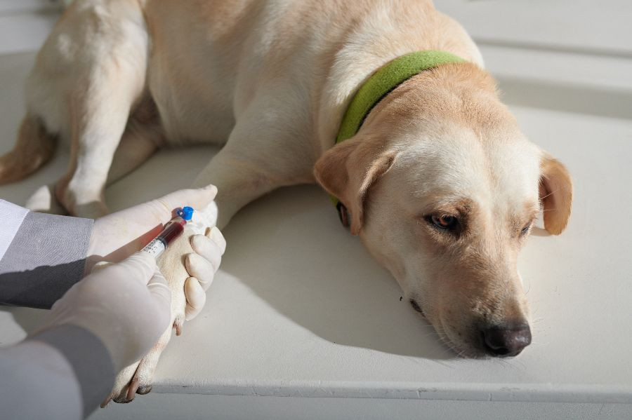 perro sangre veterinario