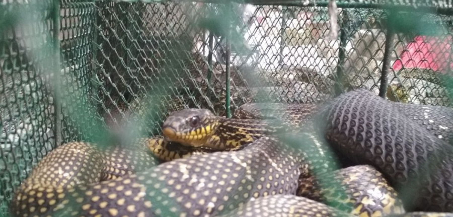 Serpiente mercado