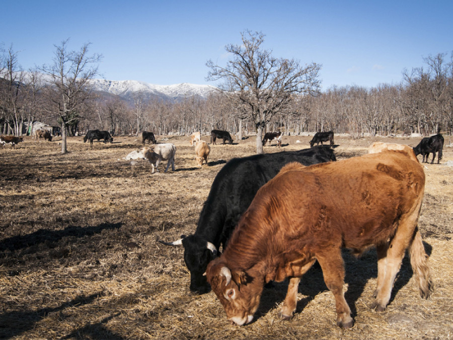 Vacas ganadería monte