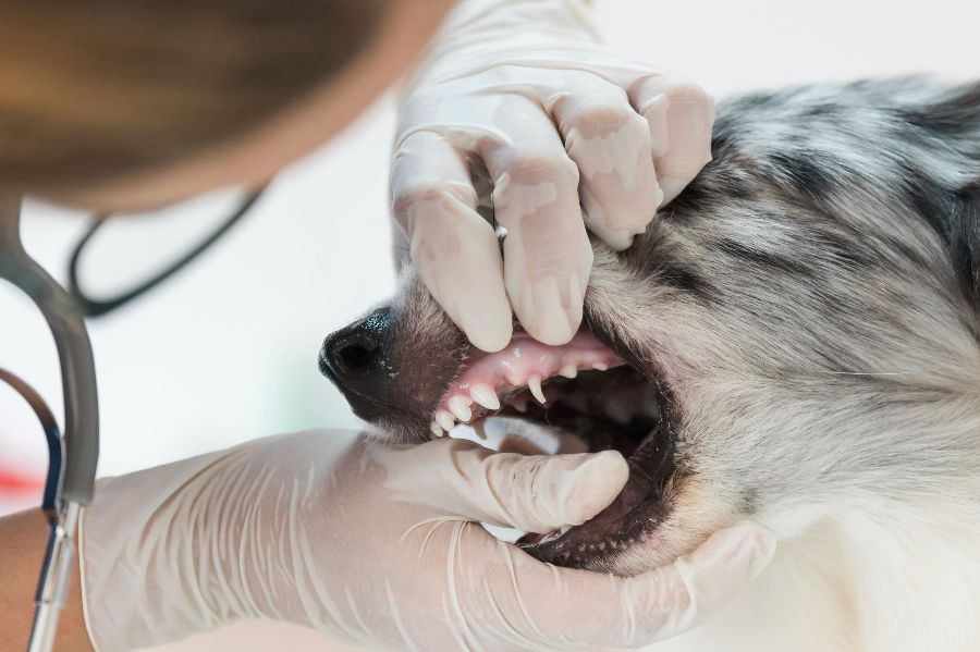 perro dientes