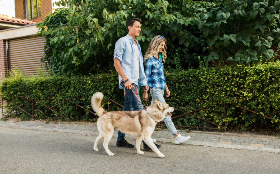 Perros vecindario paseo