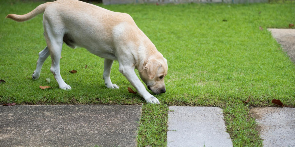 Un estudio encuentra nuevos vínculos entre el olfato y la visión de los perros