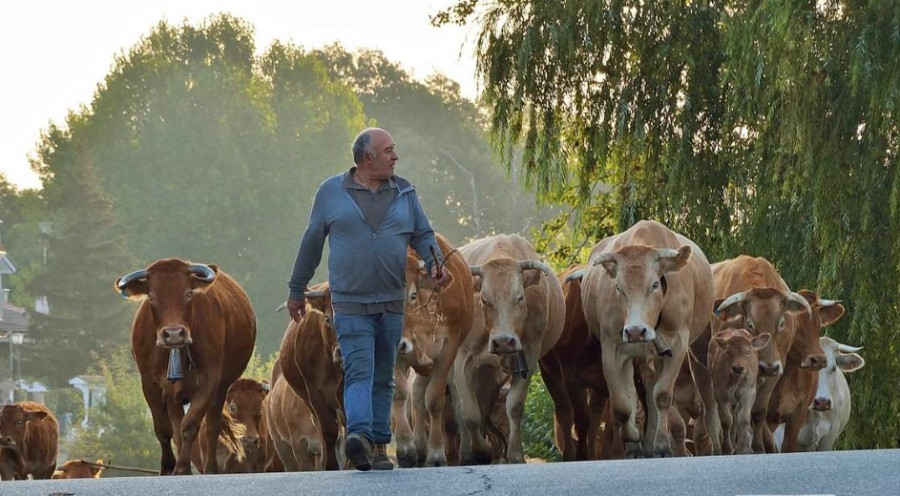 Ganadería vacas bienestar