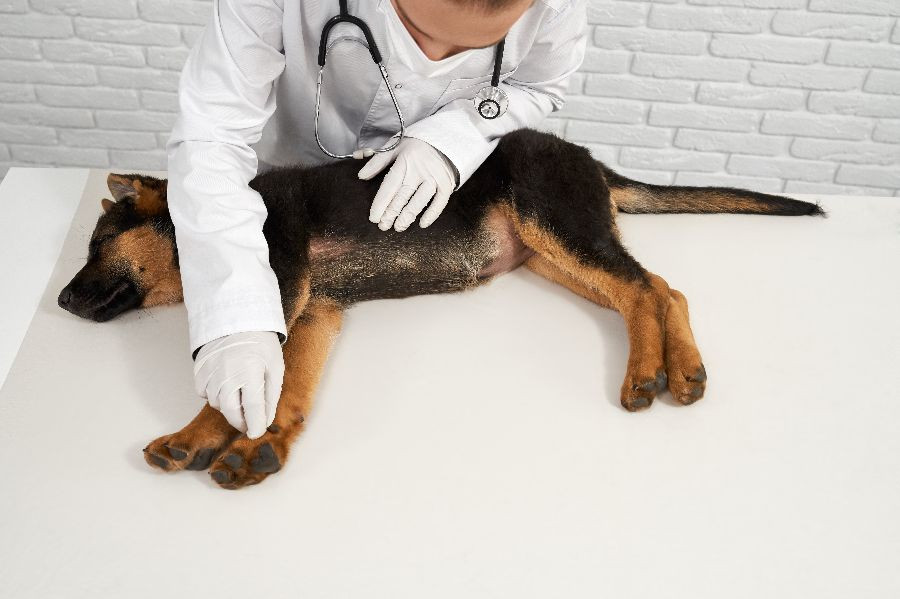 perro veterinario