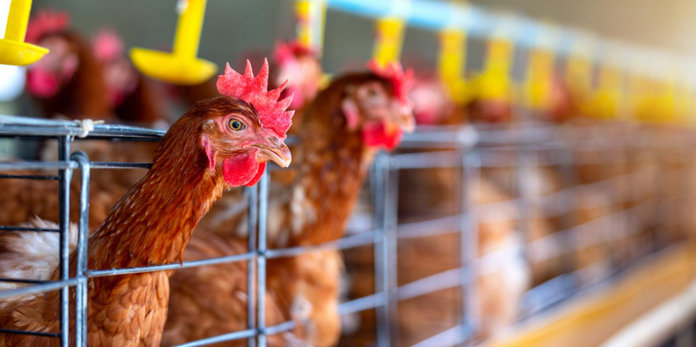 Buenas prácticas para garantizar el bienestar de las gallinas ponedoras de huevos