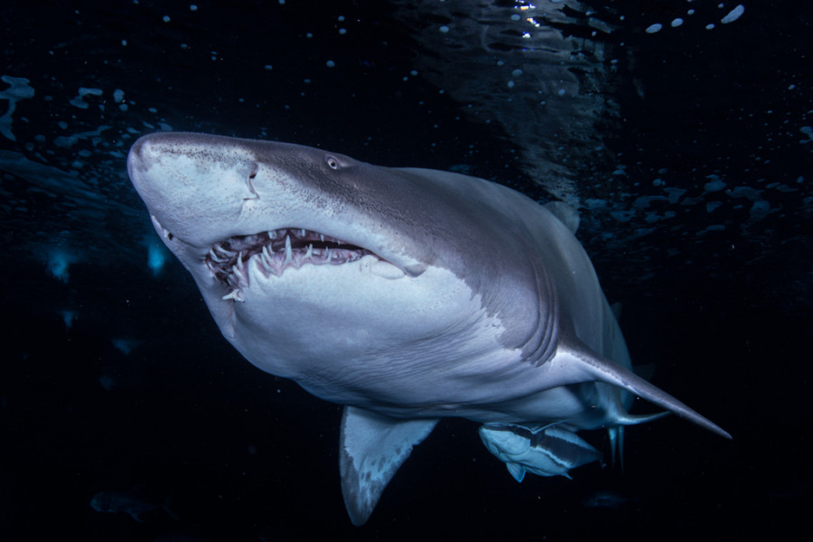 Tiburón Toro. Autor Vicente Renovell