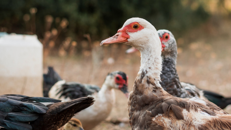 Granja patos