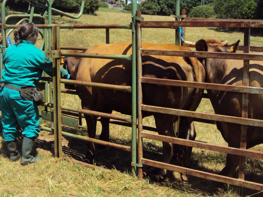 Saneamiento ganadero ganadería veterinaria veterinario