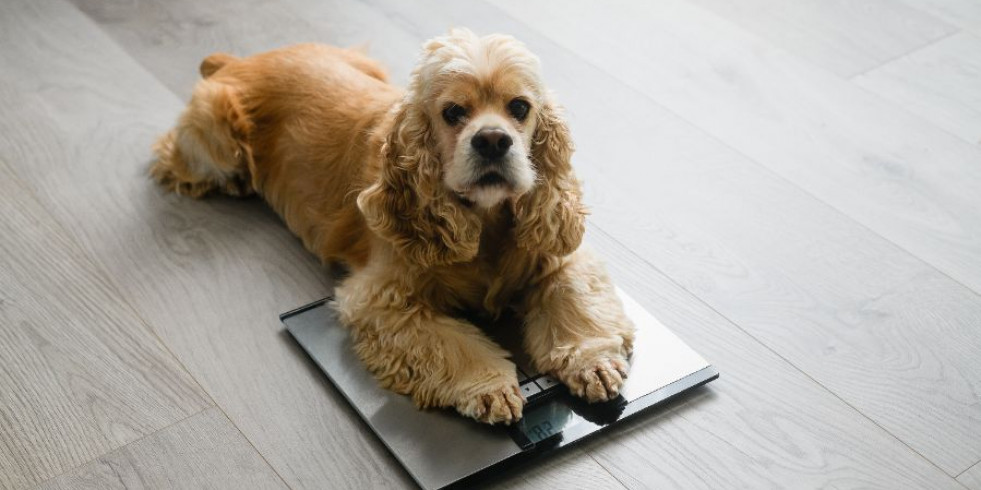 La obesidad, un problema creciente entre las mascotas