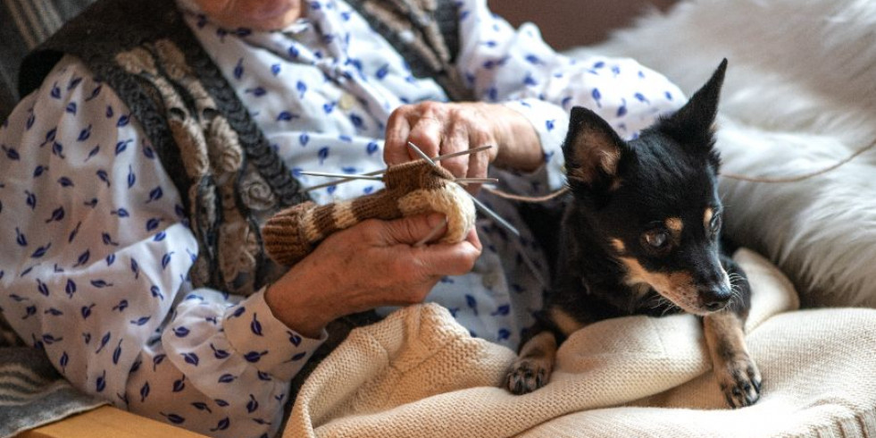 Una nueva herramienta predice la mortalidad a corto plazo de perros geriátricos