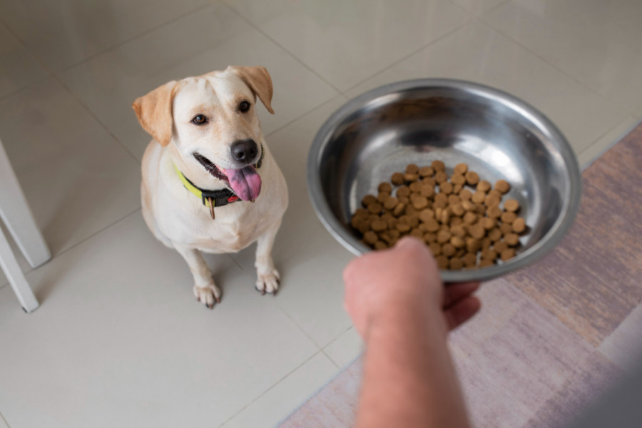 Perro comiendo  1