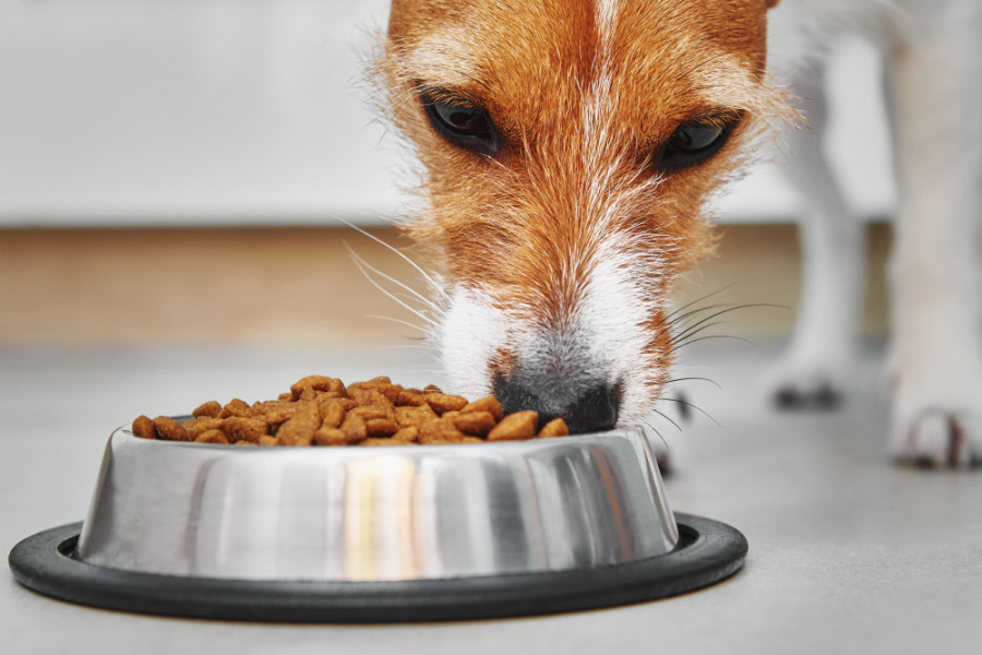 Perro comiendo 2