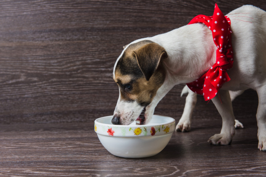 Perro comiendo 3