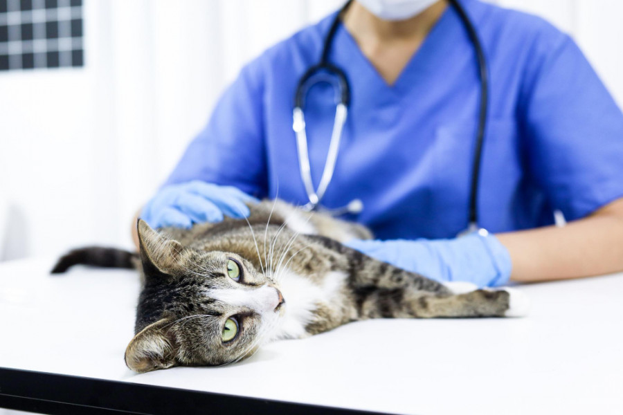 Gato veterinario (2)