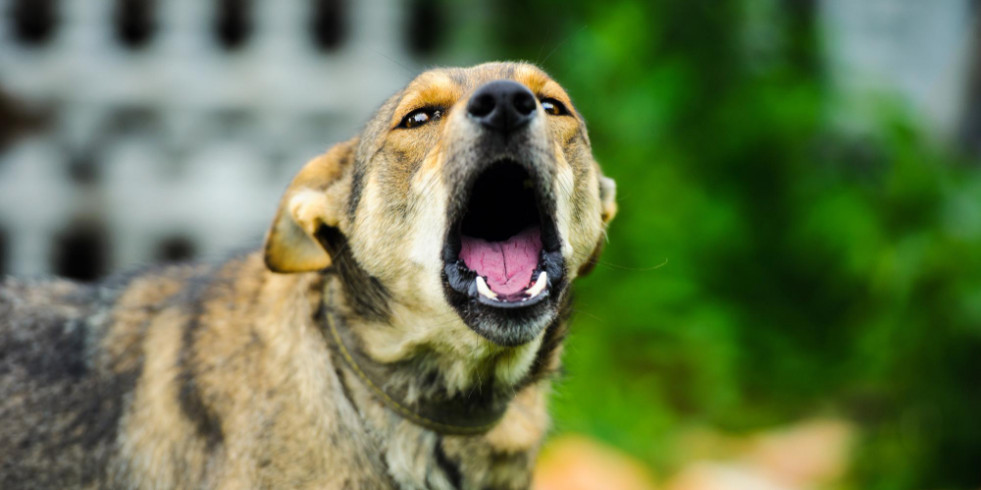 ¿Qué hacer en caso de que el perro ladre cuando se queda solo en casa?