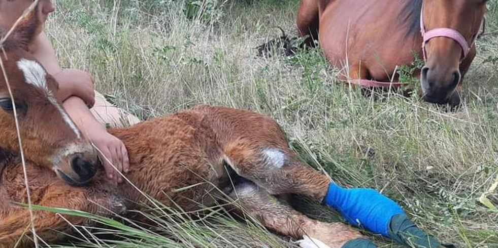 La dura situación de los caballos en Ucrania, 