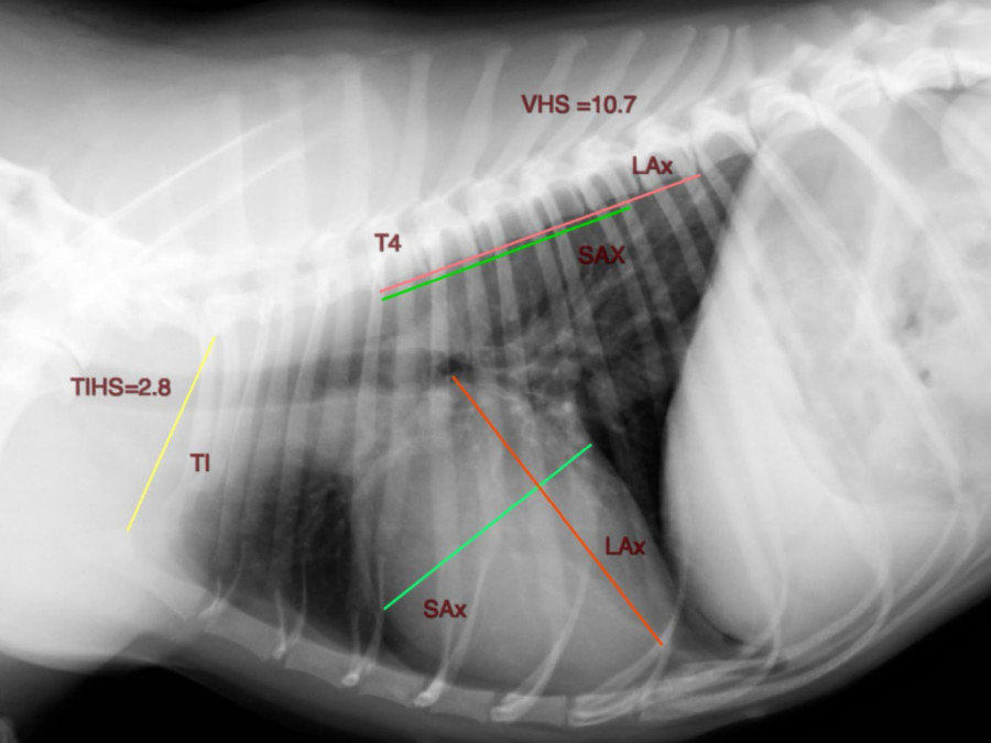 Medir corazon perros