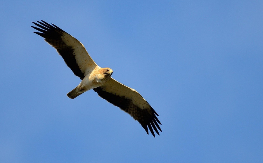 Aguila calzada