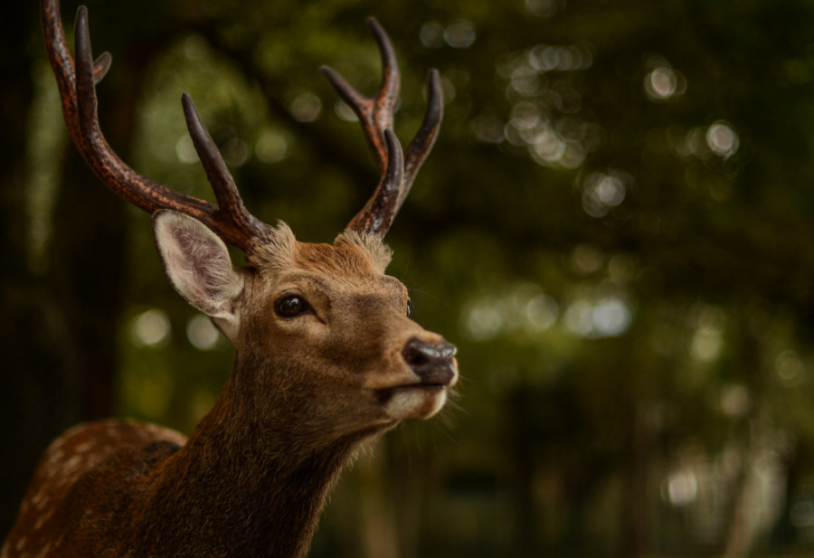 Venado